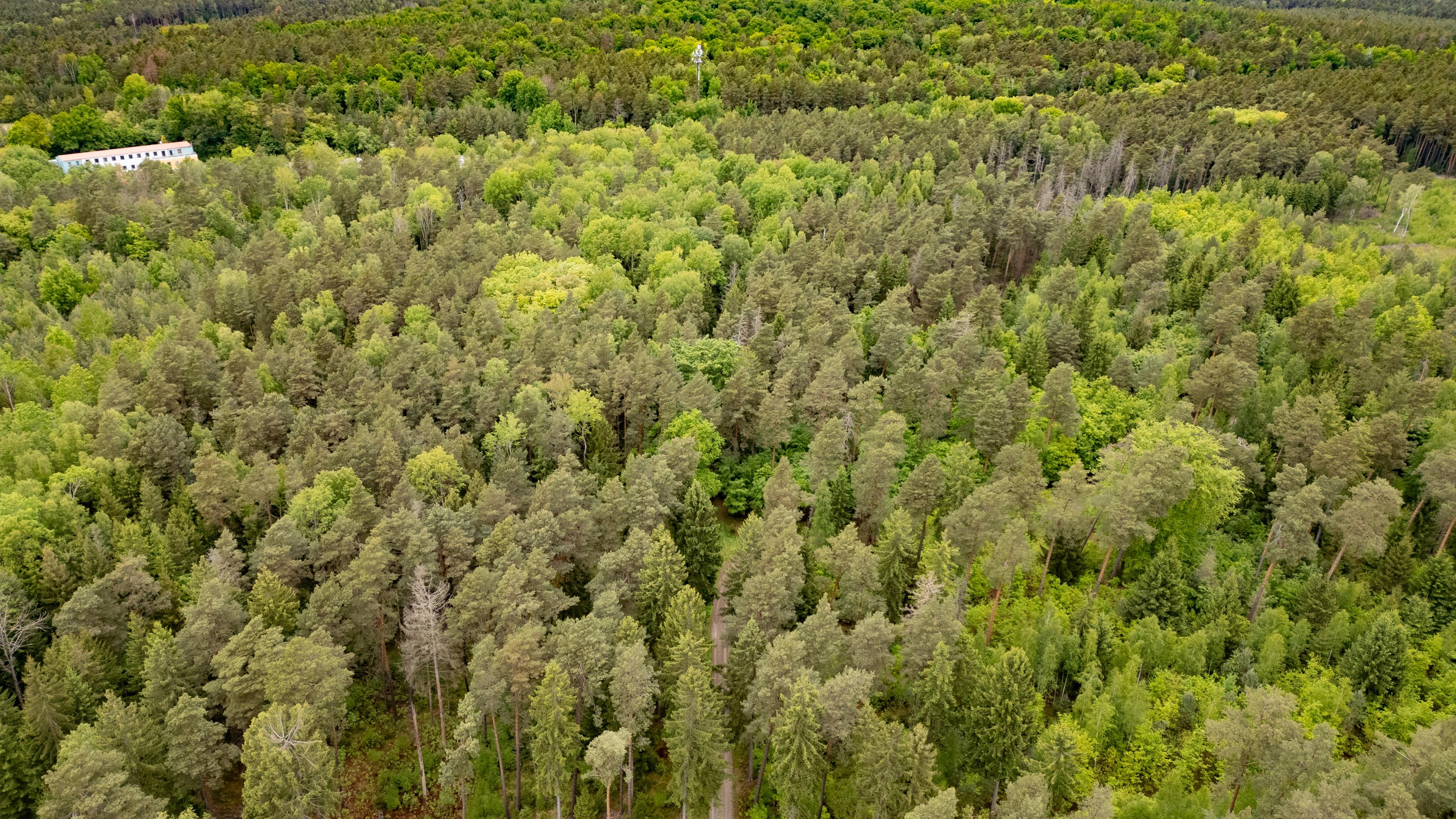 Leiche einer 21-Jährigen im Wald gefunden
