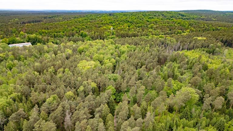 Leiche einer 21-Jährigen im Wald gefunden