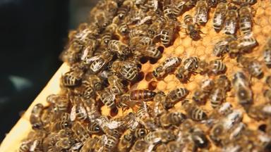 Bienen im Bienenstock