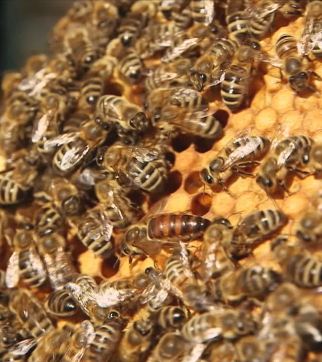 Bienen im Bienenstock