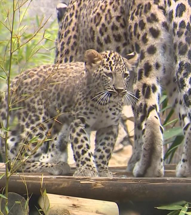 Leoparden-Nachwuchs im Zoo Lissabon