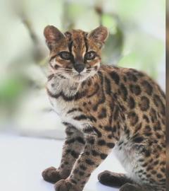 Die neu entdeckte Katzenart Leopardus Tilcayo