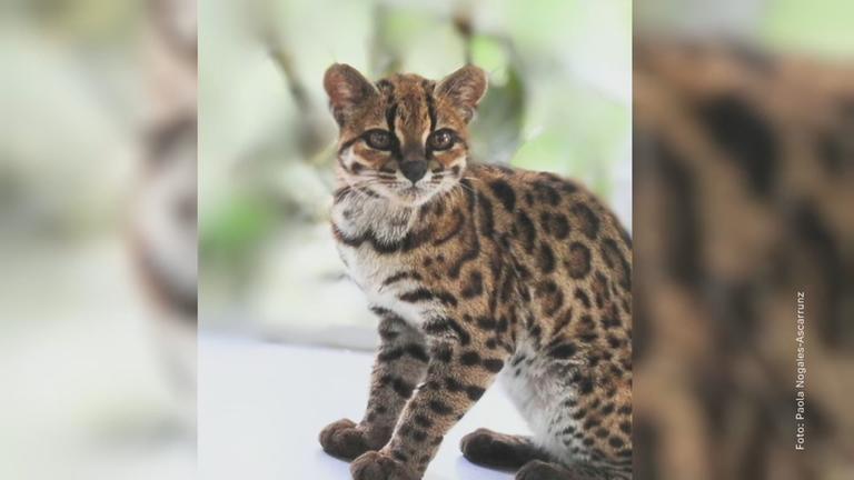 Die neu entdeckte Katzenart Leopardus Tilcayo