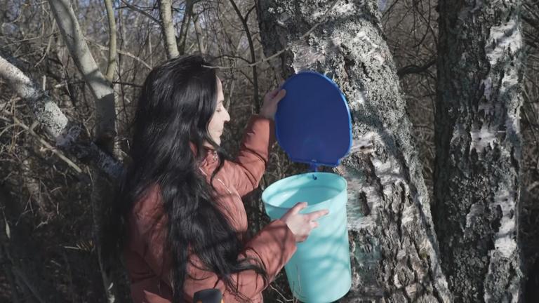 Lettland: Der Frühling riecht nach Birkensaft