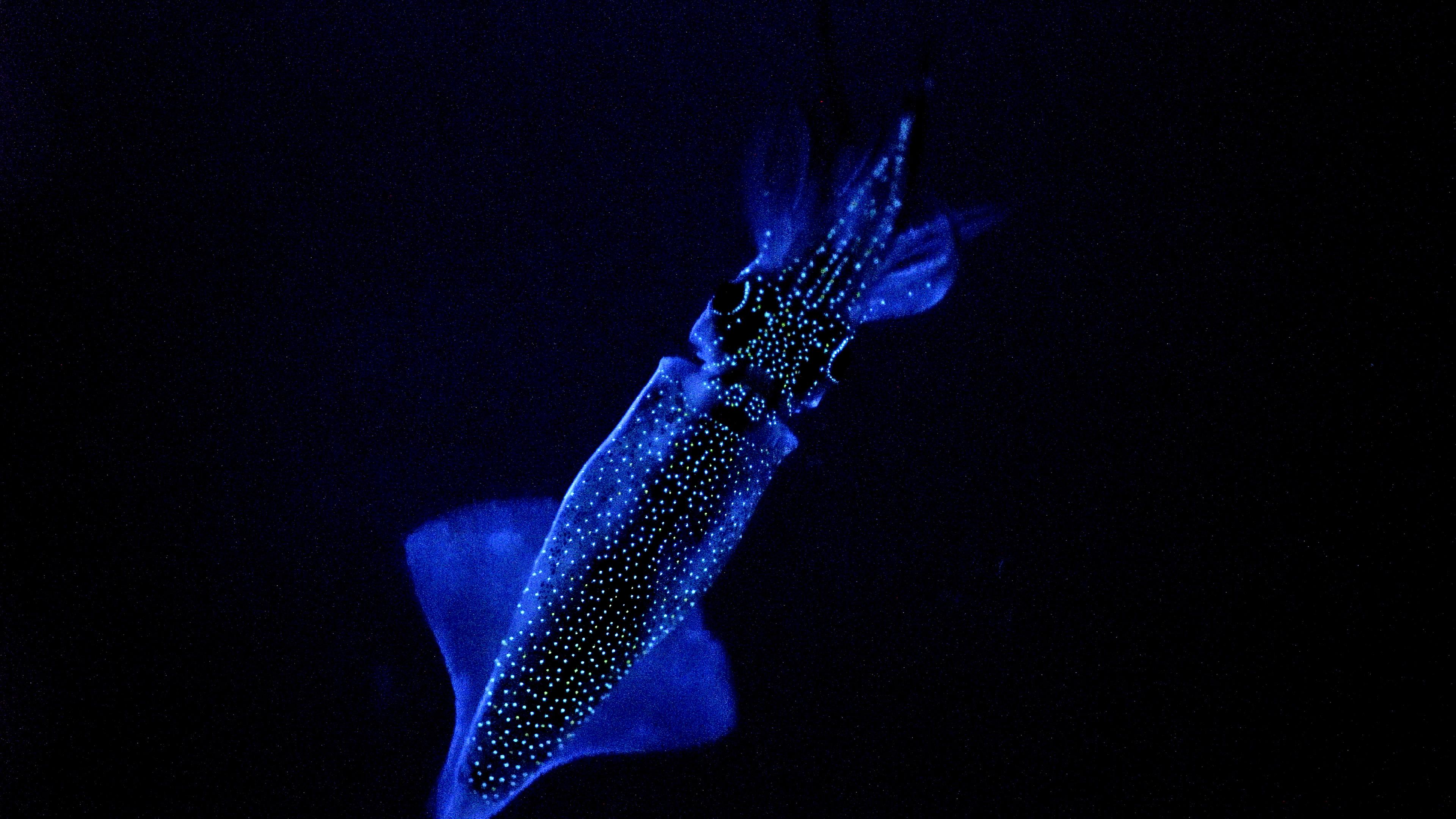 Blauer Tintenfisch
