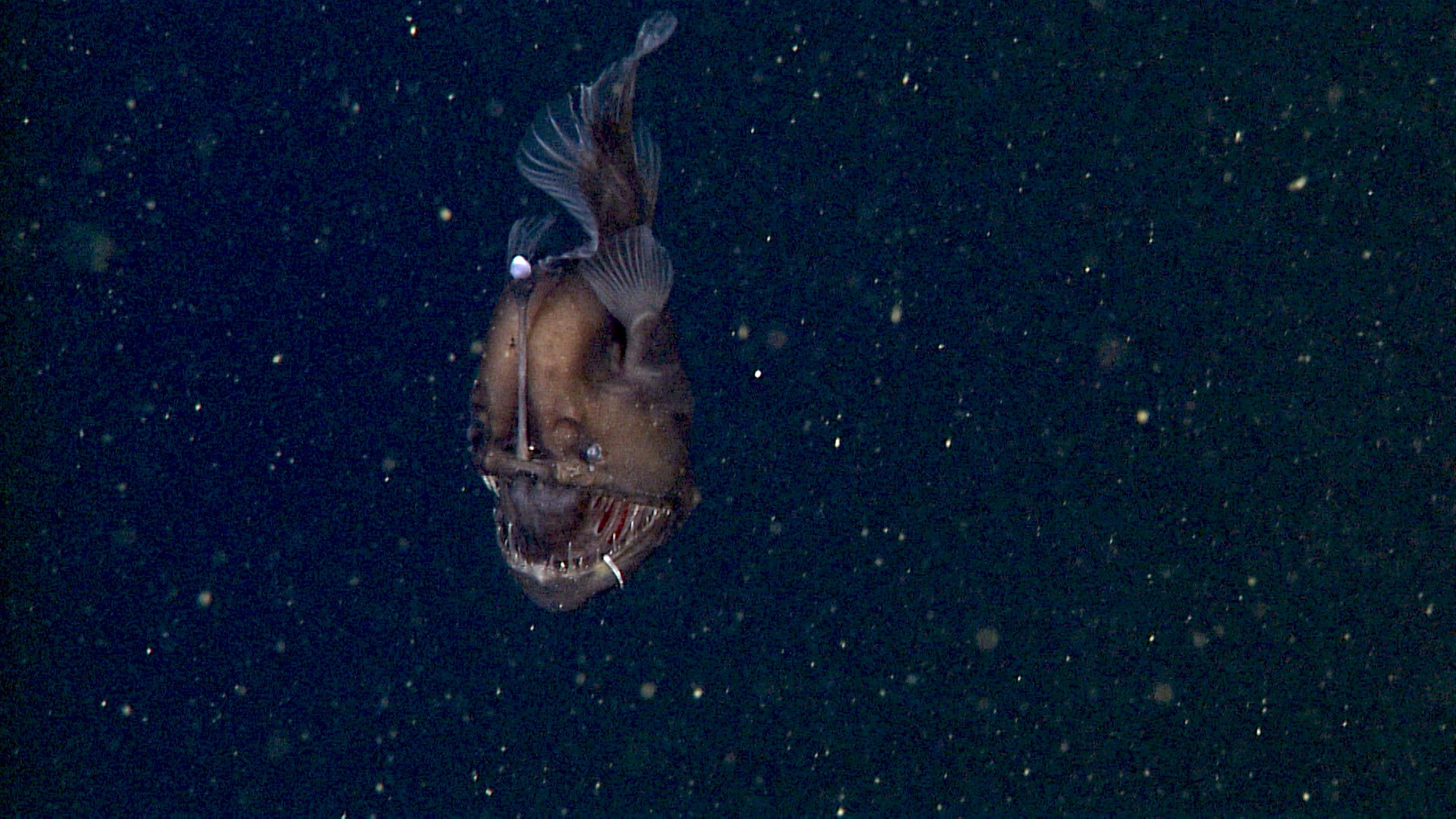 Tiefsee-Anglerfisch