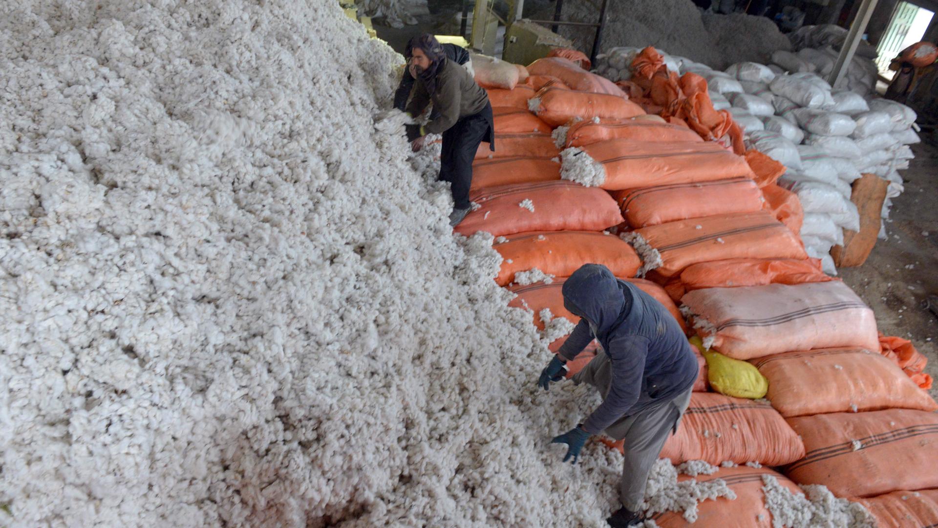 Arbeiter befüllen Säcke mit Baumwolle