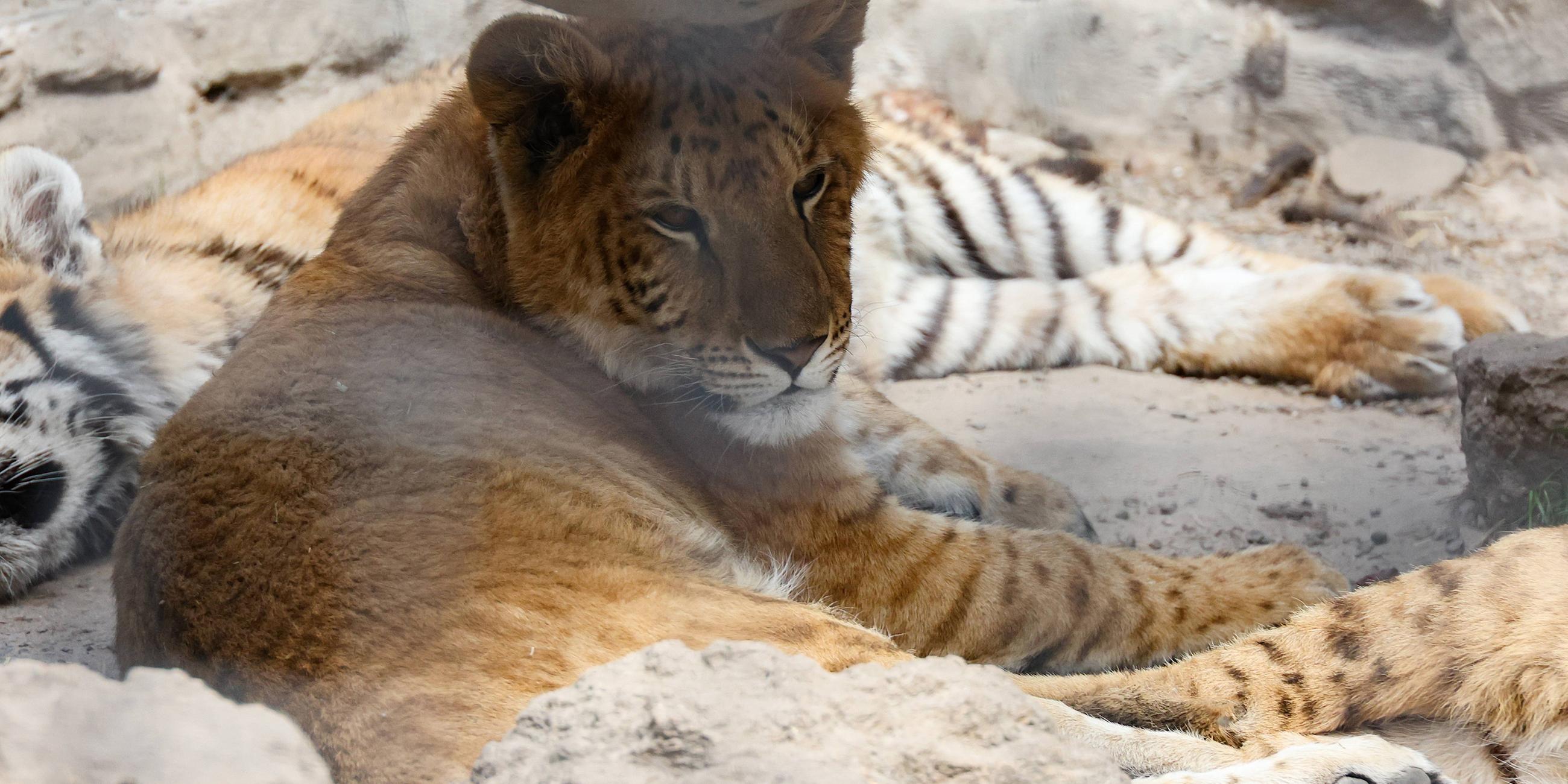 Liger