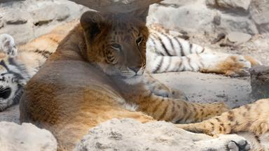 Liger