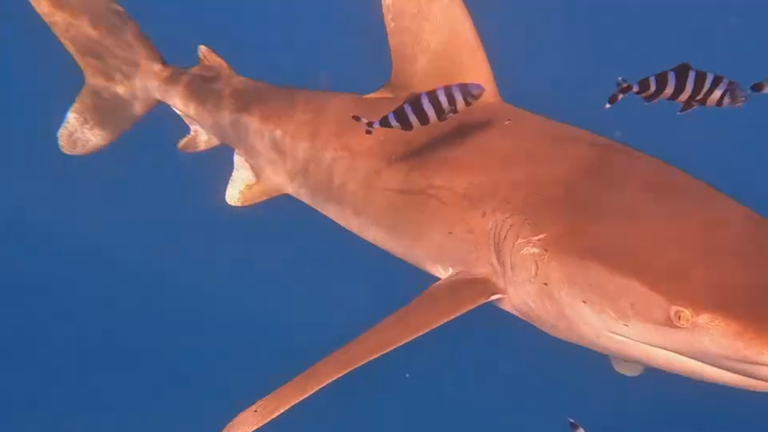 Hai im Wasser, Menchenhand im Vordergrund