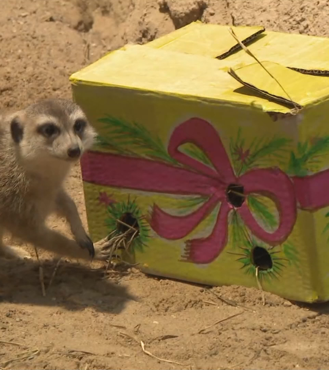Ein Erdmännchen beschäftigt sich mit einem gelben Karton mit Löchern, der wie ein Weihnachtsgeschenk bemalt ist.
