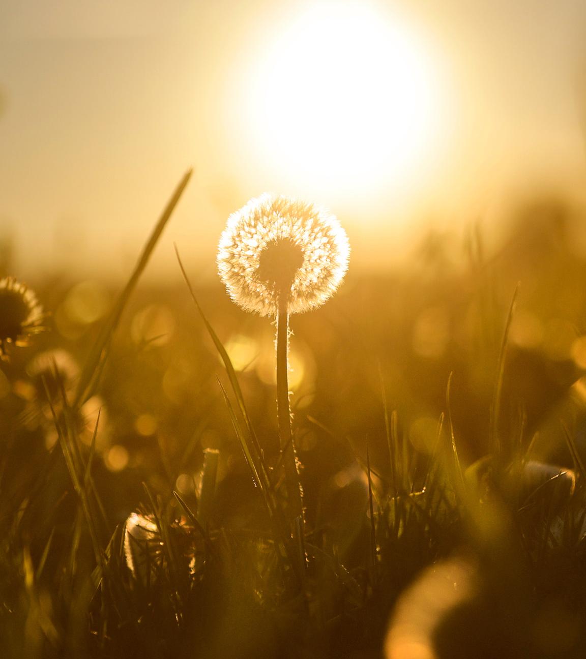 Hinter blühendem Löwenzahn geht am Morgen die Sonne auf.