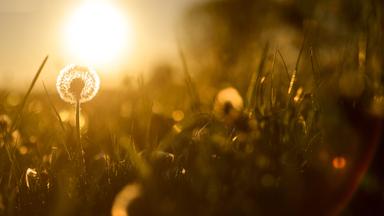 Mai startet sommerlich - Temperaturen kratzen an Rekord