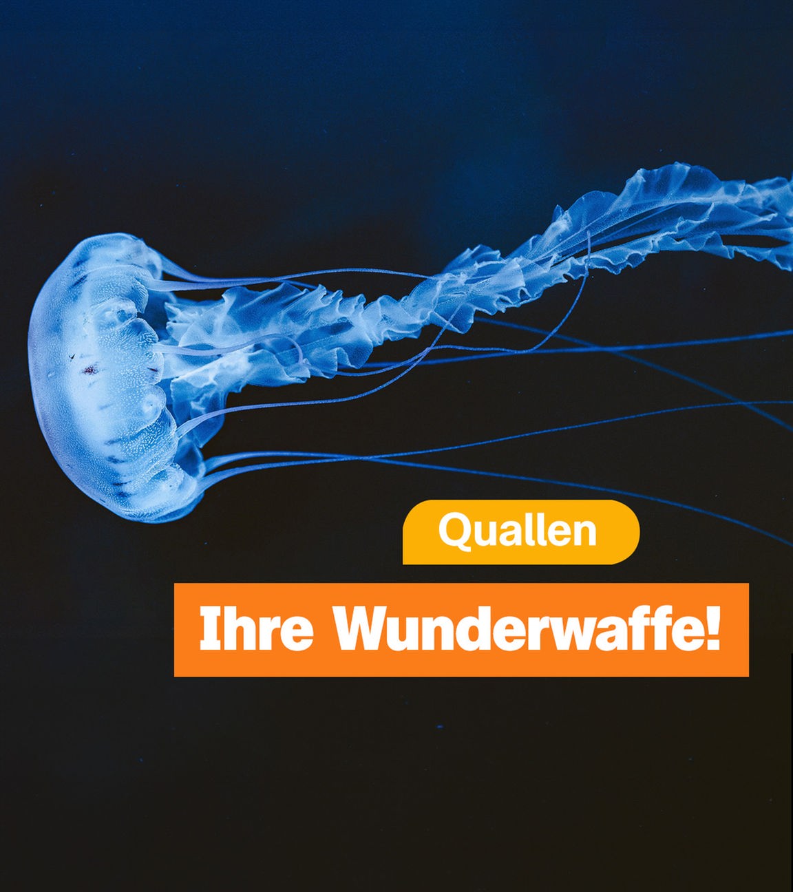Qualle im Meer