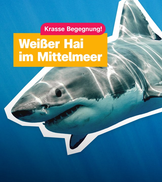 Ein weißer Hai im Meer. Daneben steht in einem Kasten: Krasse Begegnung!, Weißer Hai im Mittelmeer