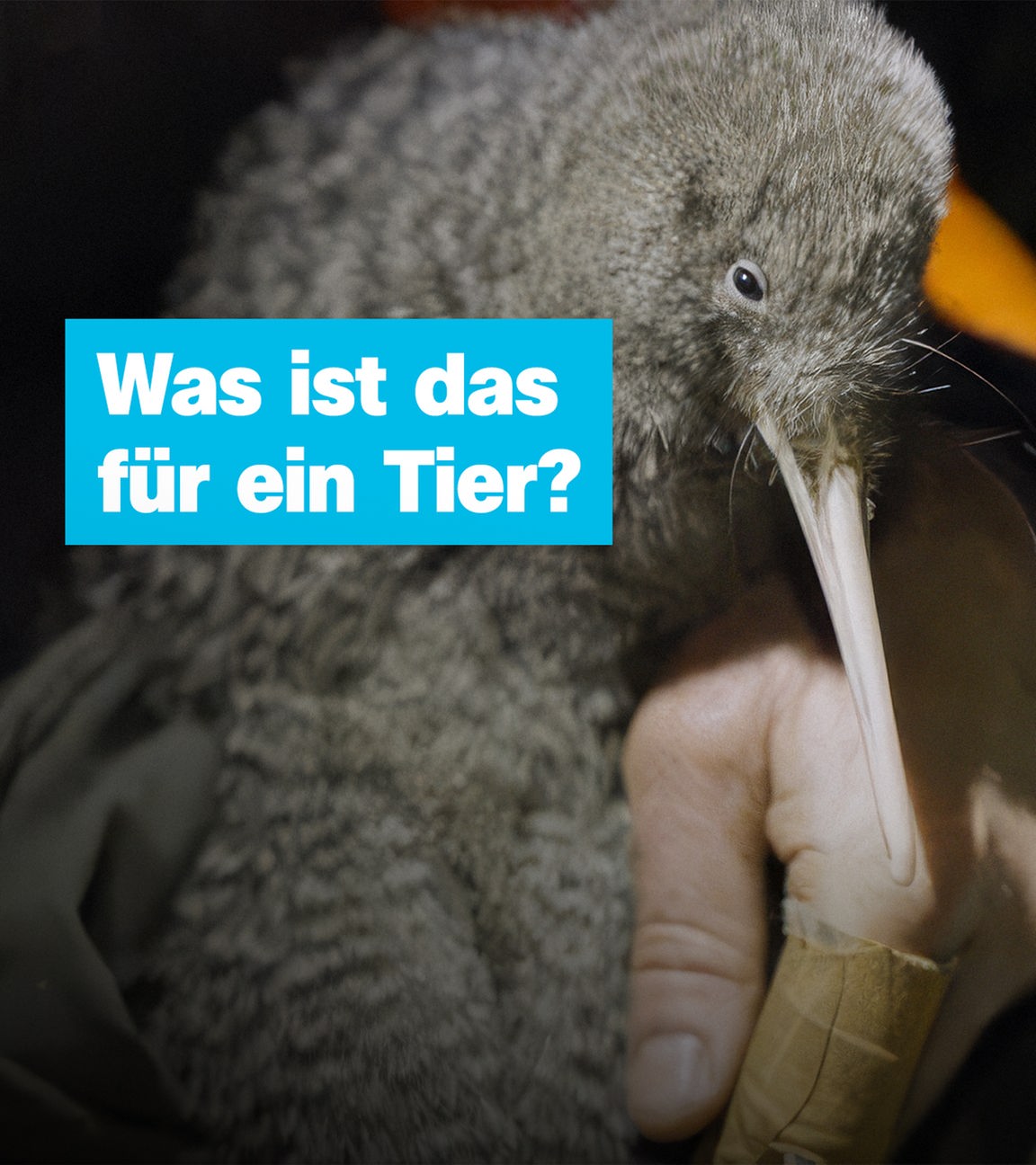 logo! vom Freitag, 18. Juli 2025