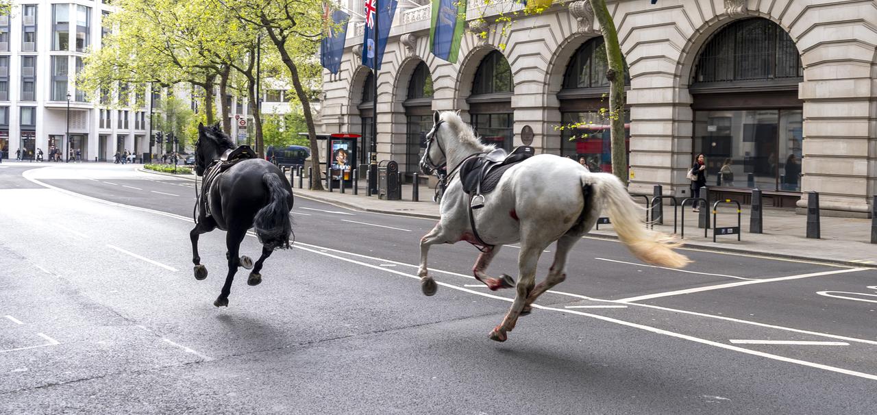 Zwei Pferde laufen durch die Straßen von London in der Nähe von Aldwych. 