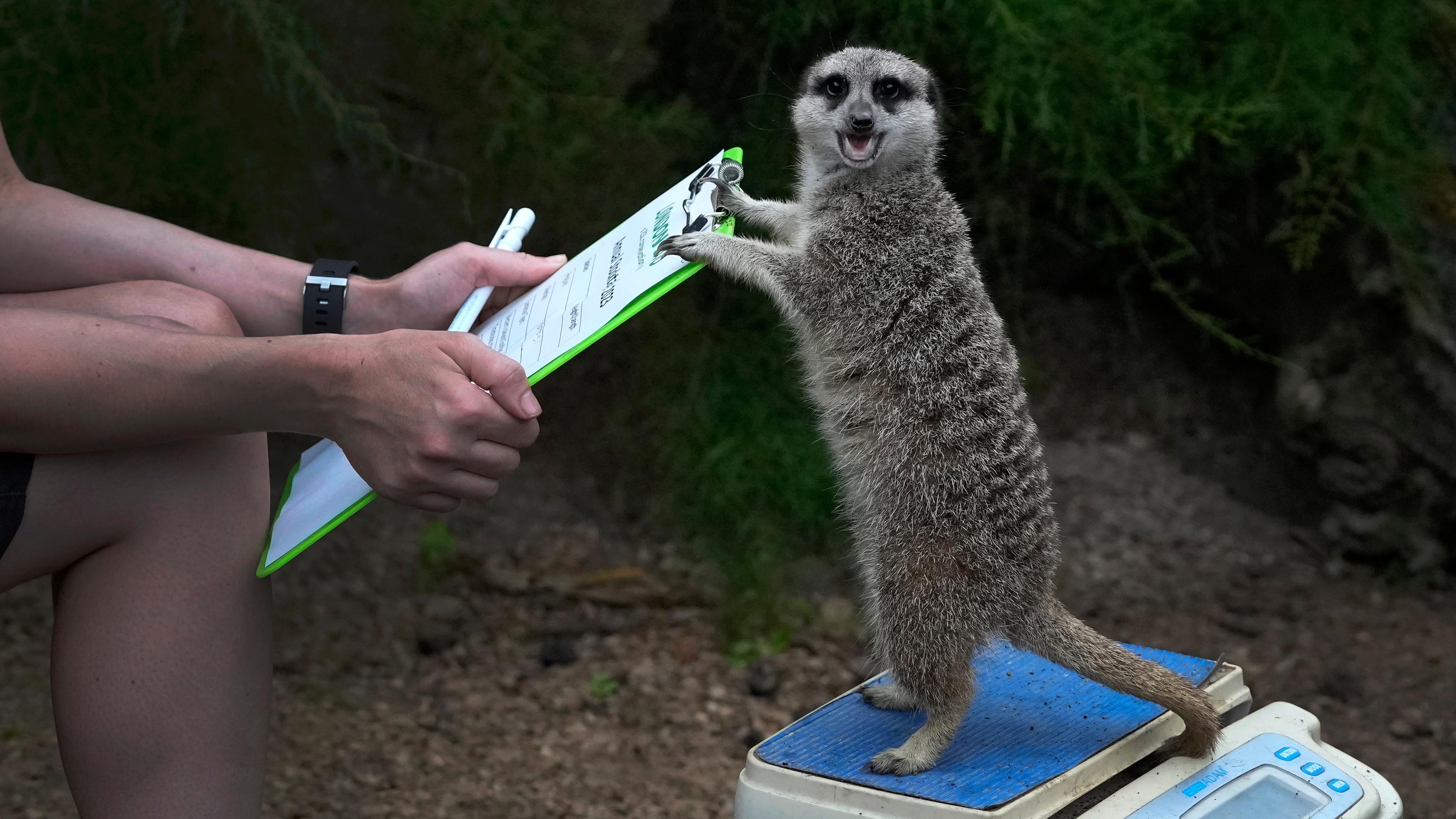 Erdmännchen beim jährlichen Wiegen zur Dokumentation der Gesundheit und des Zustands der Tiere im Londoner Zoo
