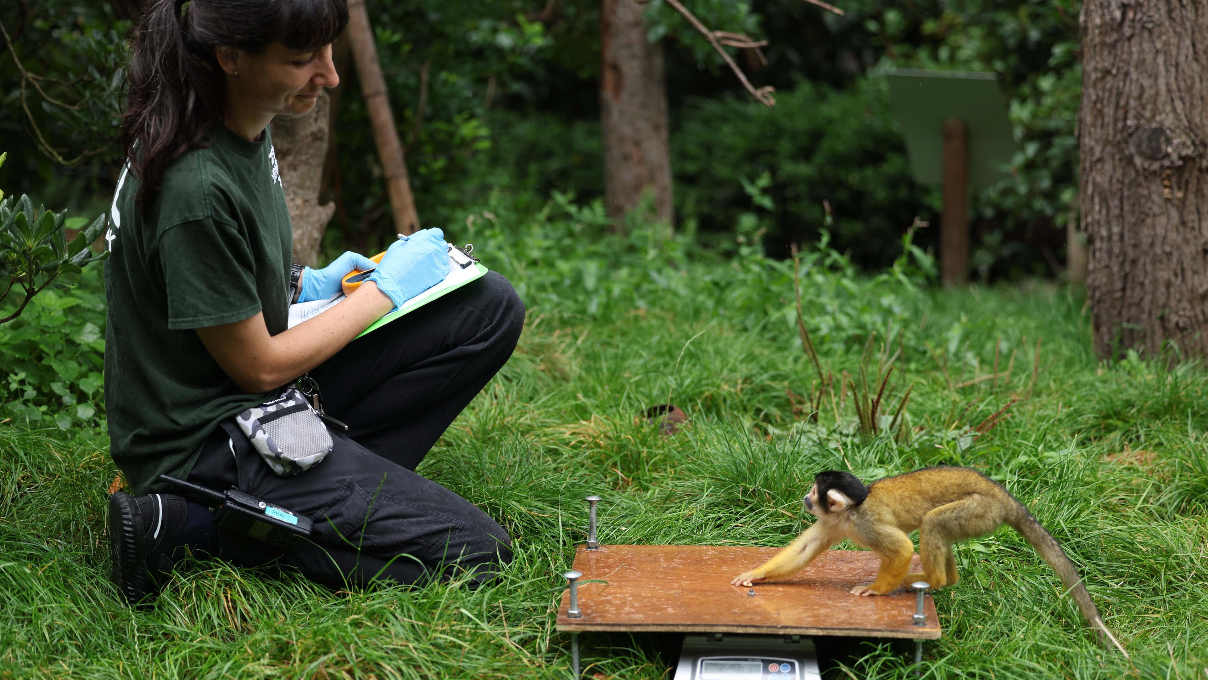 Totenkopfäffchen beim jährlichen Wiegen zur Dokumentation der Gesundheit und des Zustands der Tiere im Londoner Zoo