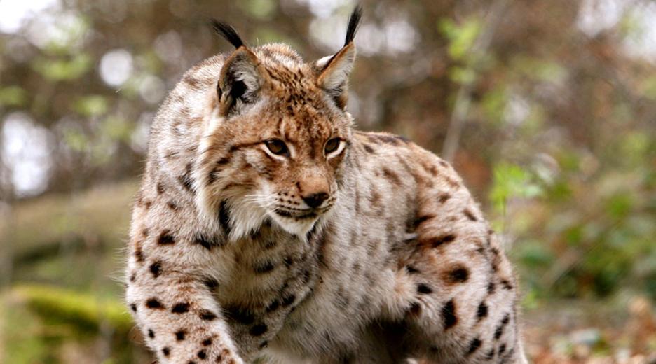 Luchs