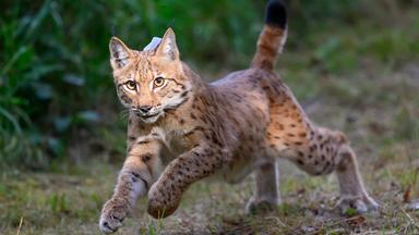 Ein Luchs rennt über eine Wiese.