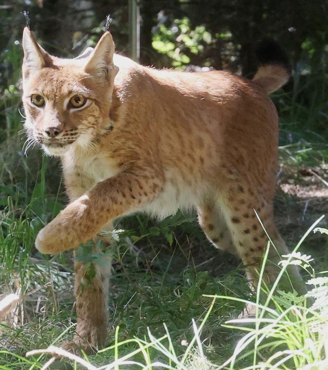 Ein Luchs läuft während der Auswilderung durch den Thüringer Wald und trägt dabei ein Halsband mit einem Sender.