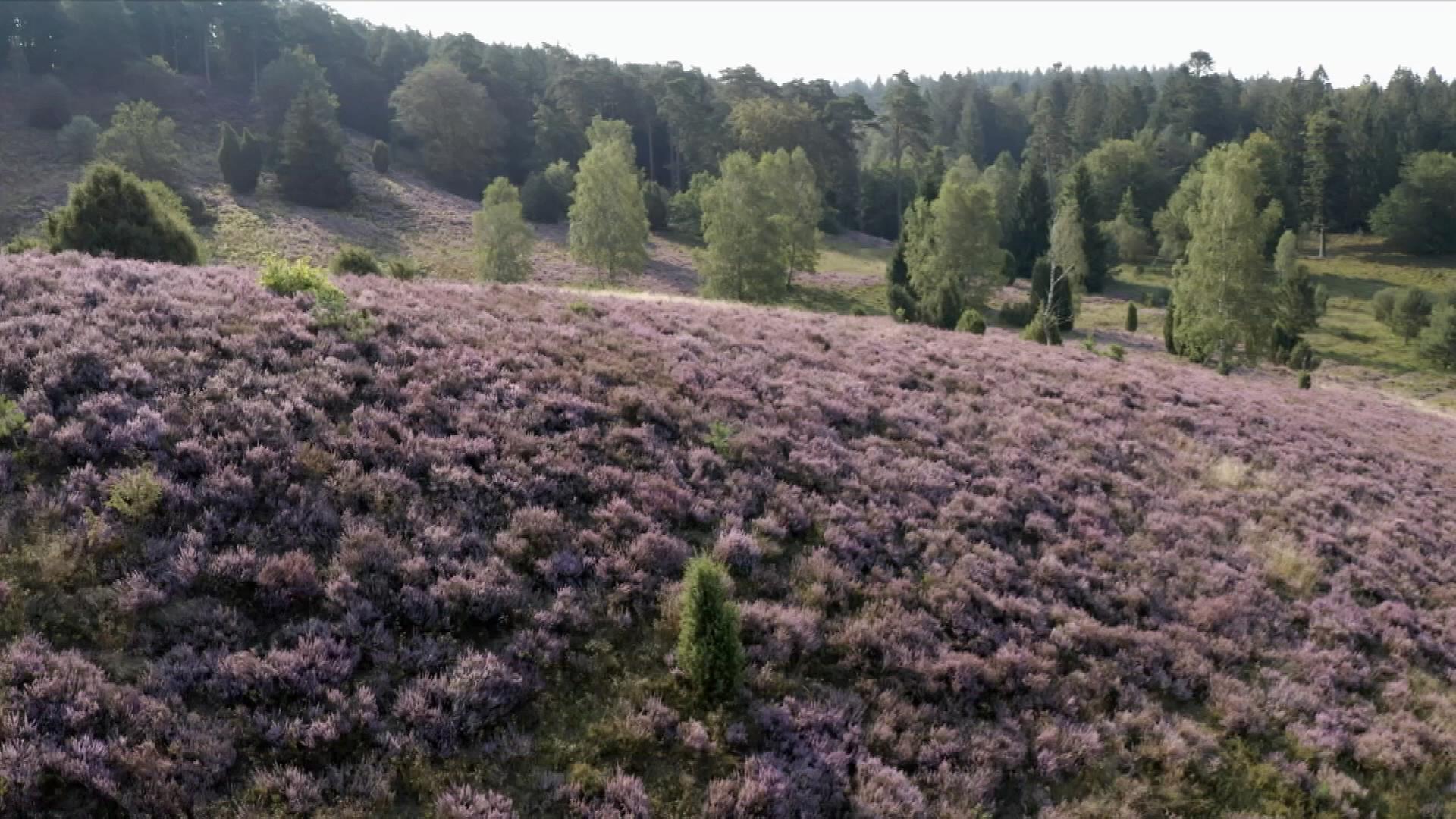 Lüneburger Heide