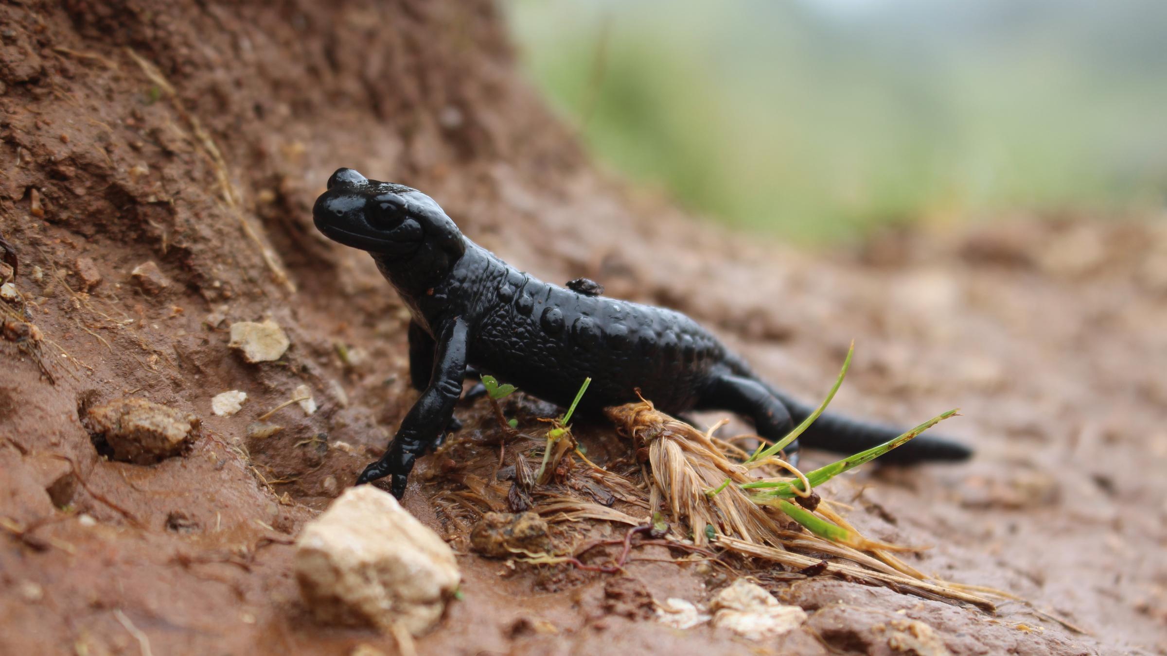 Der schwarze Alpensalamander kriecht auf erdigem Boden.