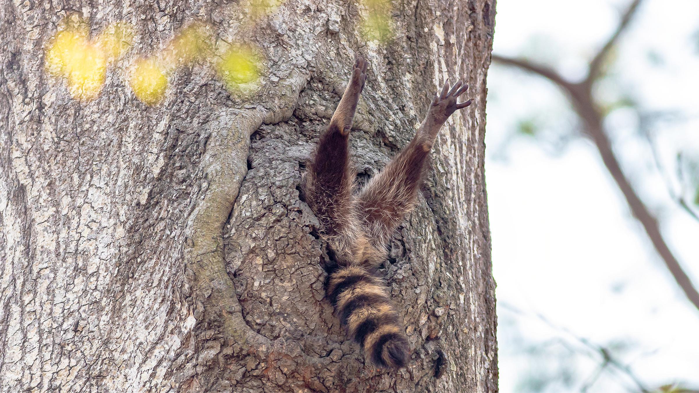 Waschbär steckt fest