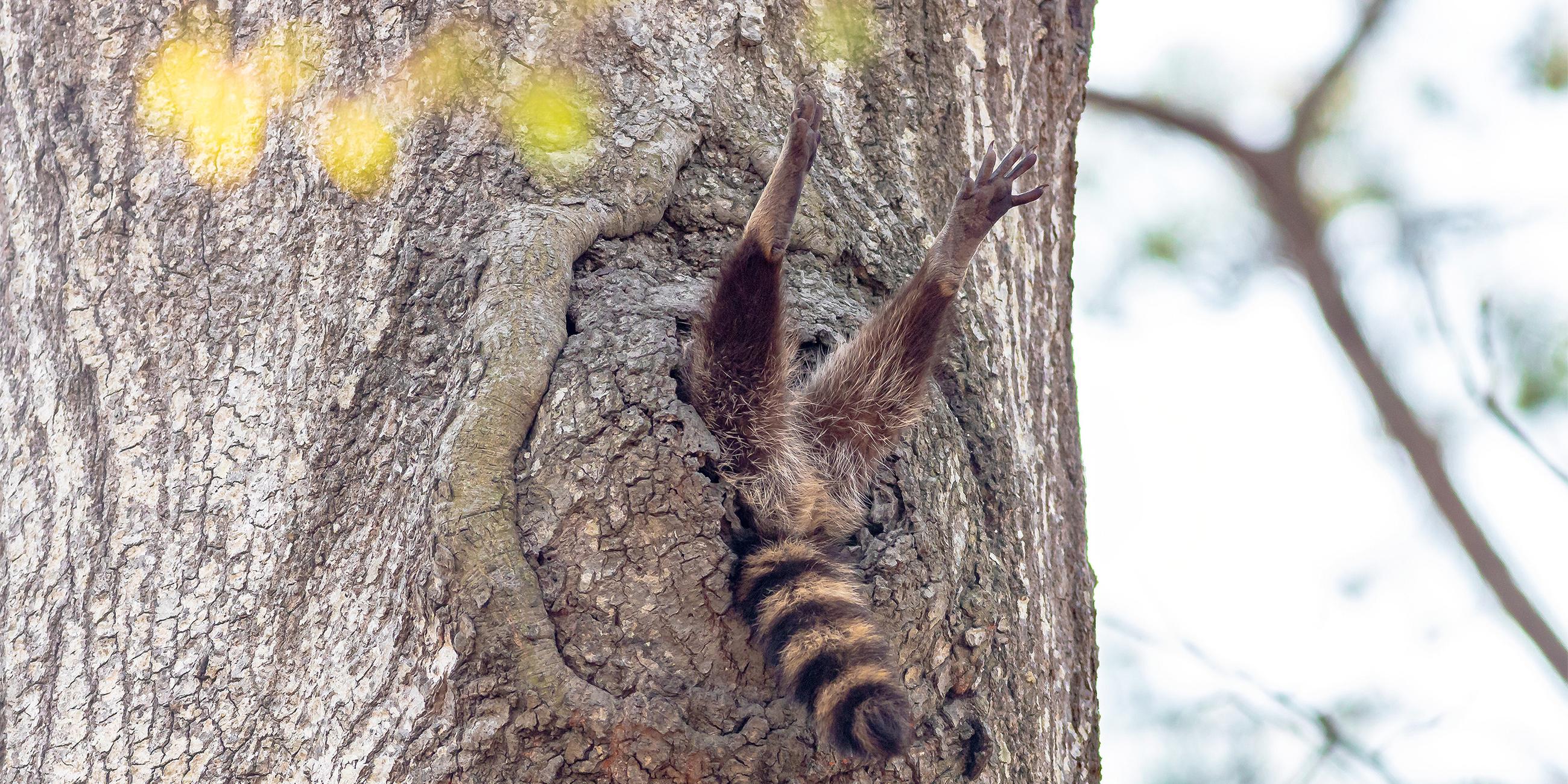 Waschbär steckt fest
