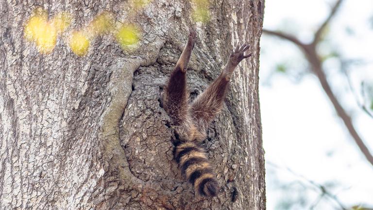 Waschbär steckt fest