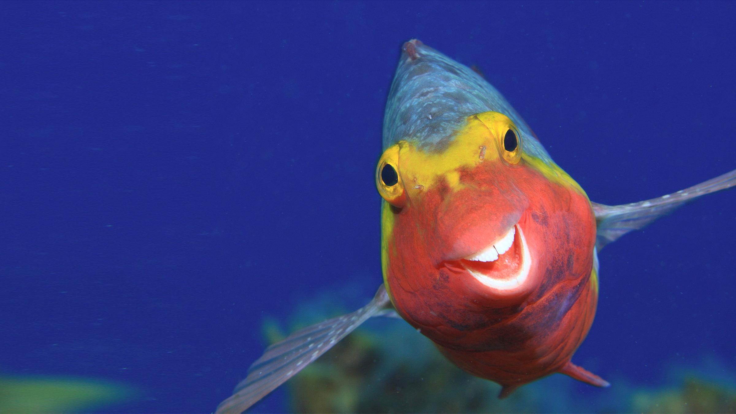 Grinsender Papageifisch
