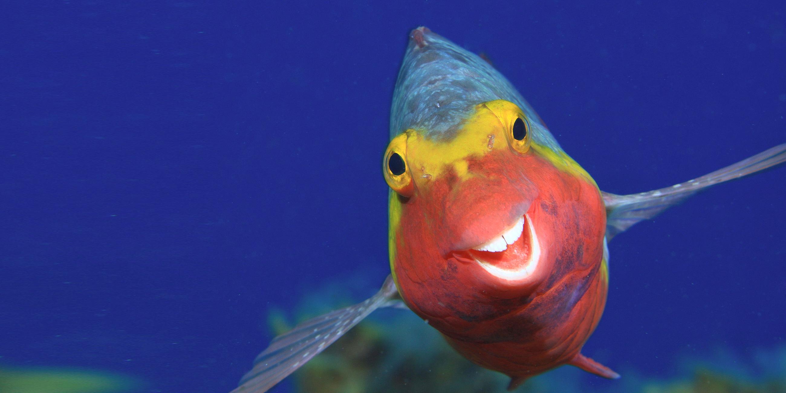 Grinsender Papageifisch