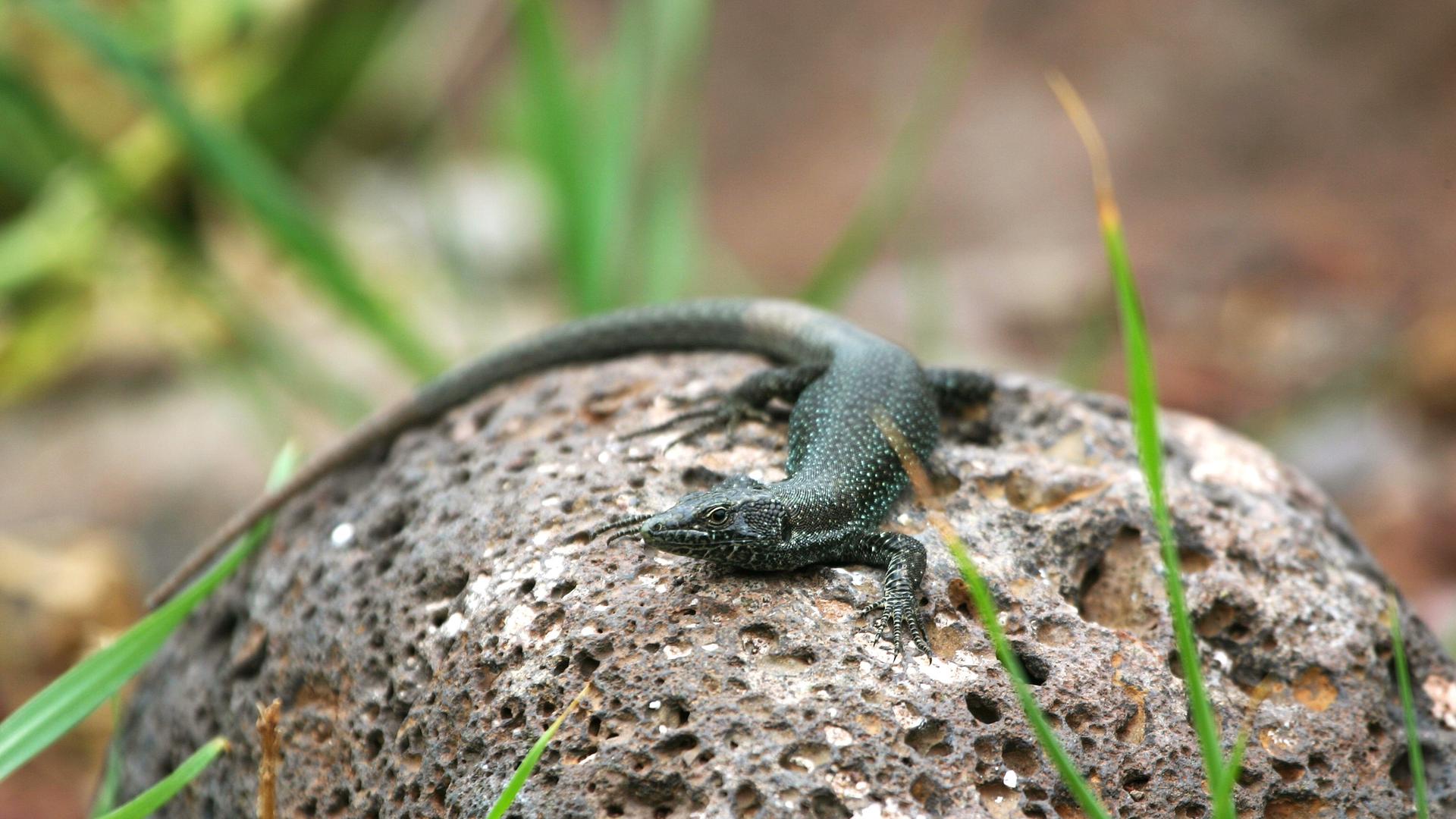 Eine Madeira-Eidechse (Teira dugesii) sitzt auf einem Stein in Portugal.