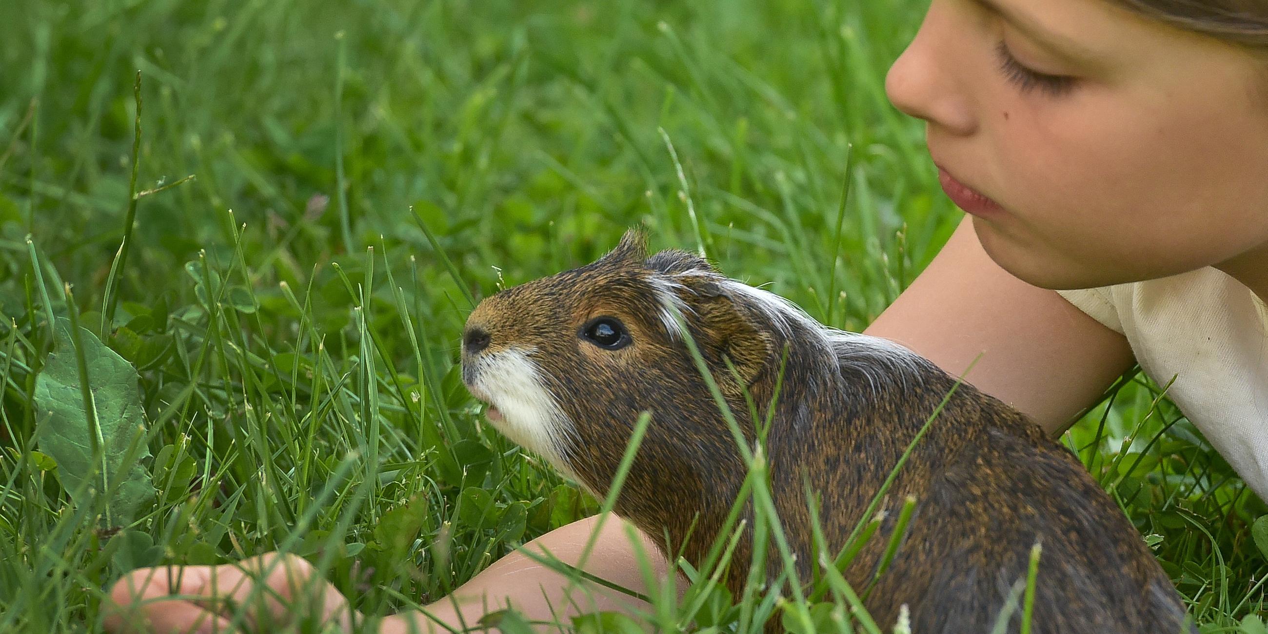 Ein Mädchen liegt auf einer Wiese und beobachtet ihr Meerschweinchen.