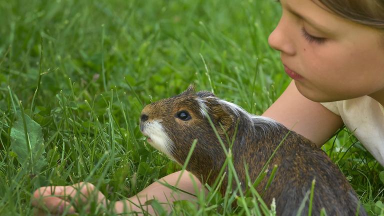 Ein Mädchen liegt auf einer Wiese und beobachtet ihr Meerschweinchen.