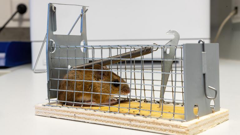 Maus in einer Lebendfalle