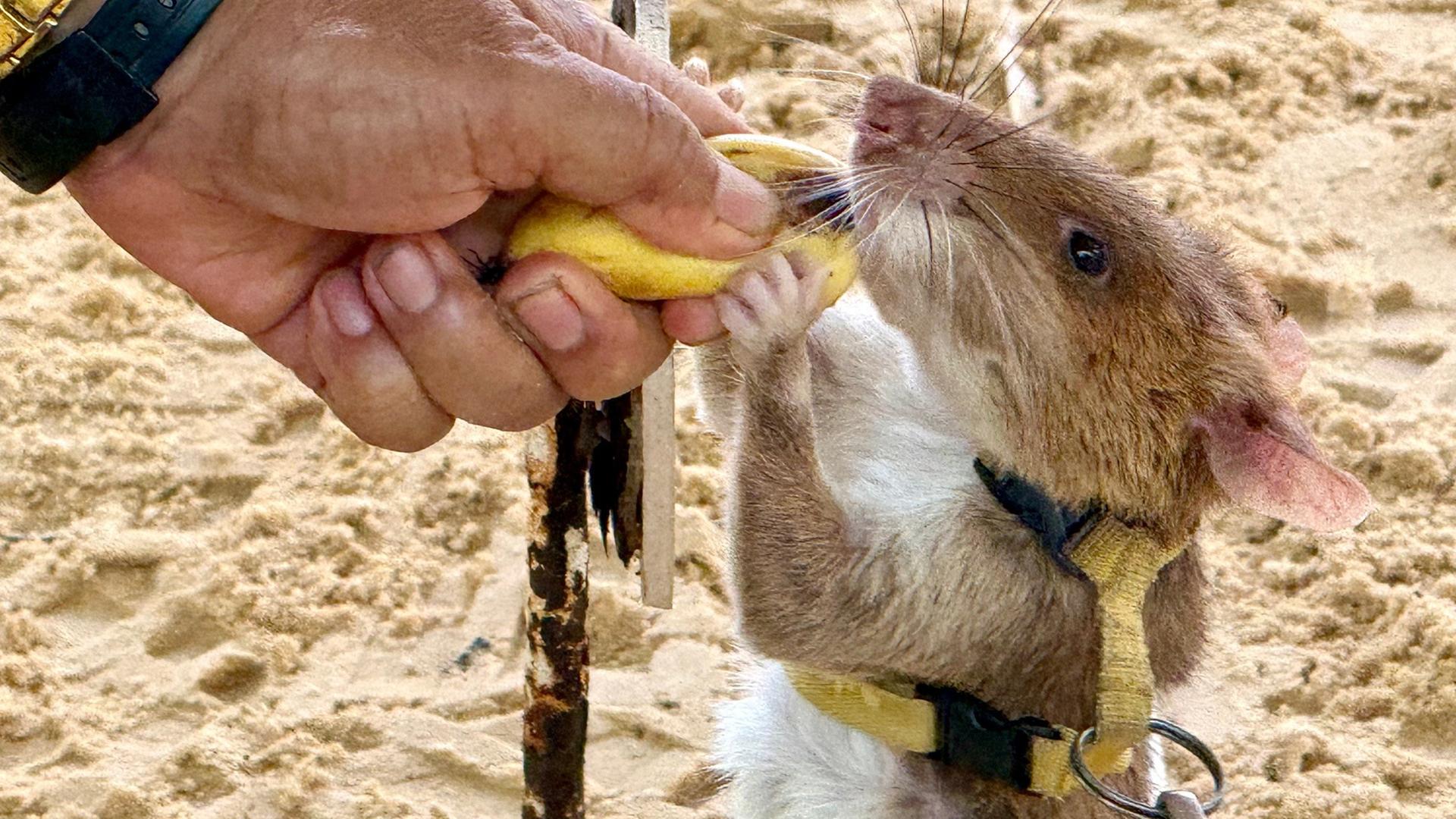 Eine Minensuch-Ratte hängt an einer Leine und wird mit einer Banane belohnt, nachdem es große Gebiete nach versteckten Sprengkörpern abgesucht hat.