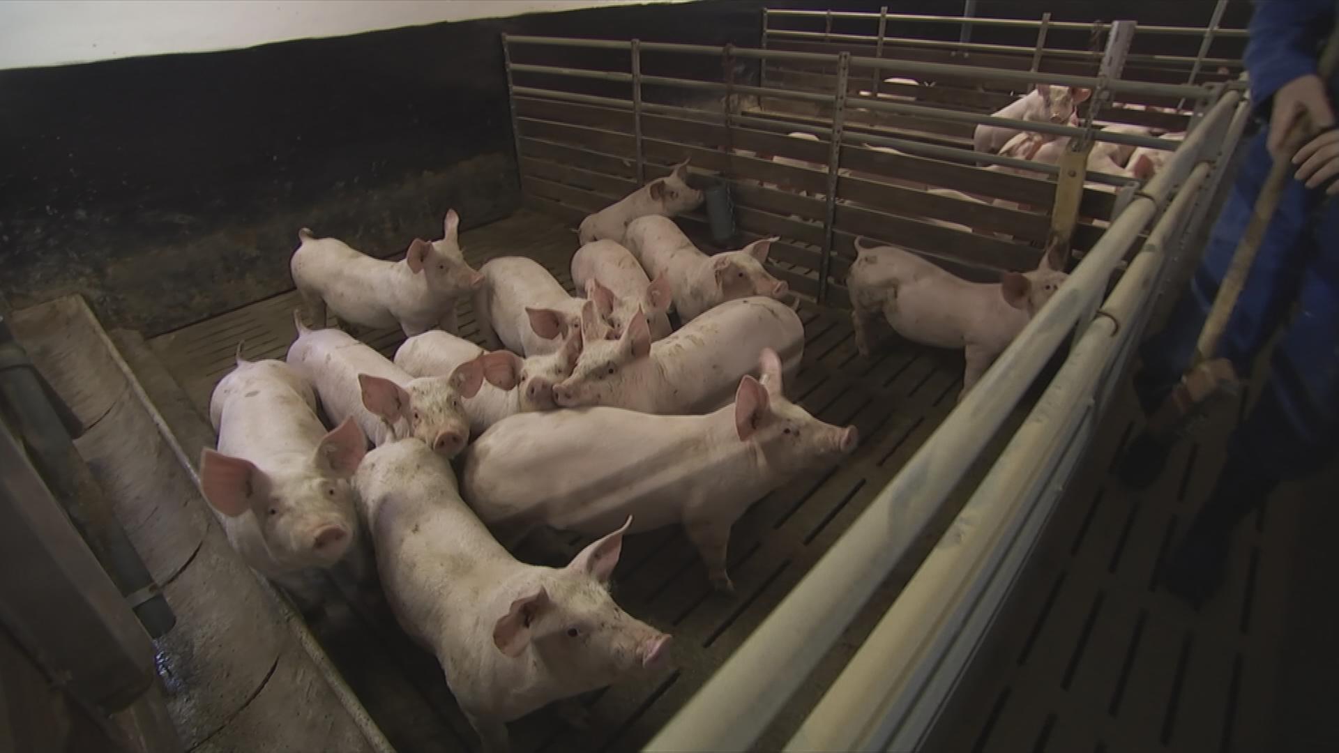 Schweinestall