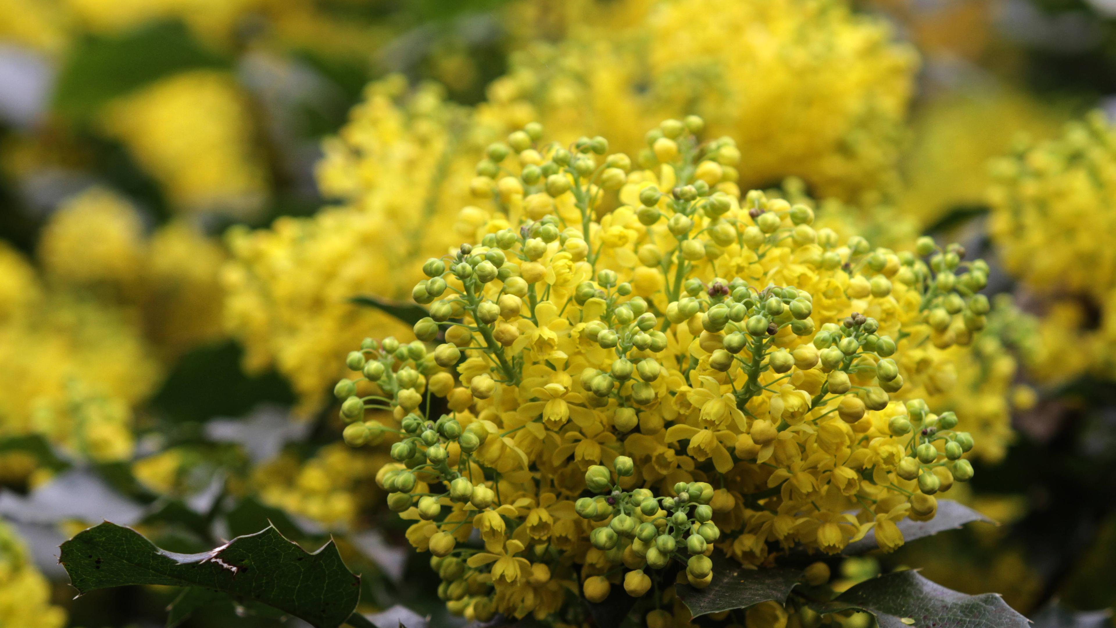 Mahonia