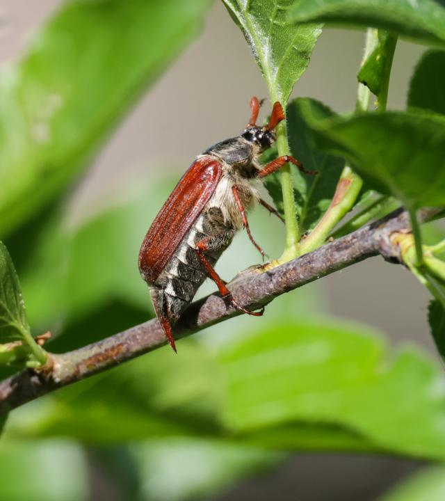 Ein Maikäfer sitzt auf einem Ast