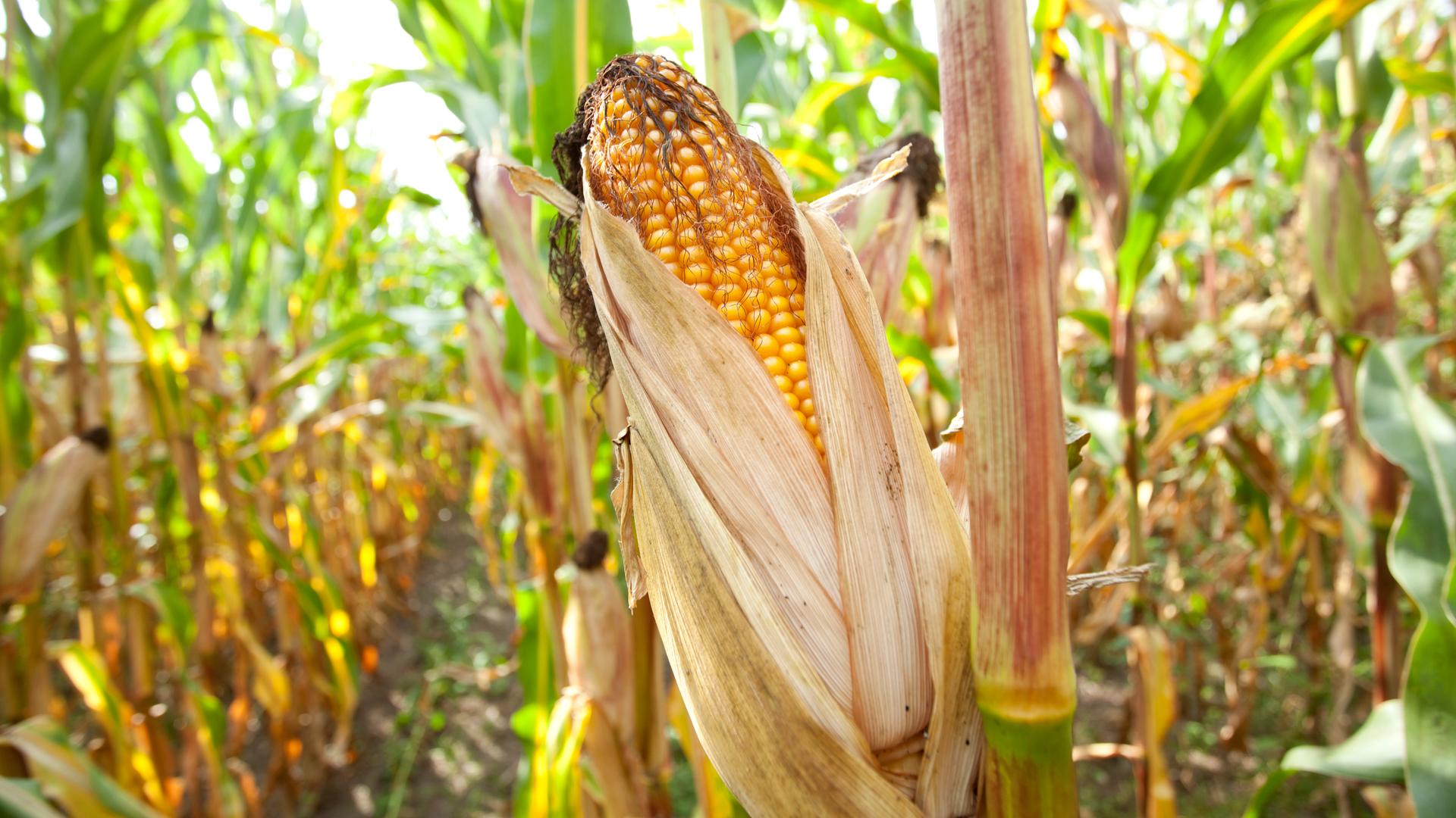 Reifer Mais auf dem Feld an einem sonnigen Tag