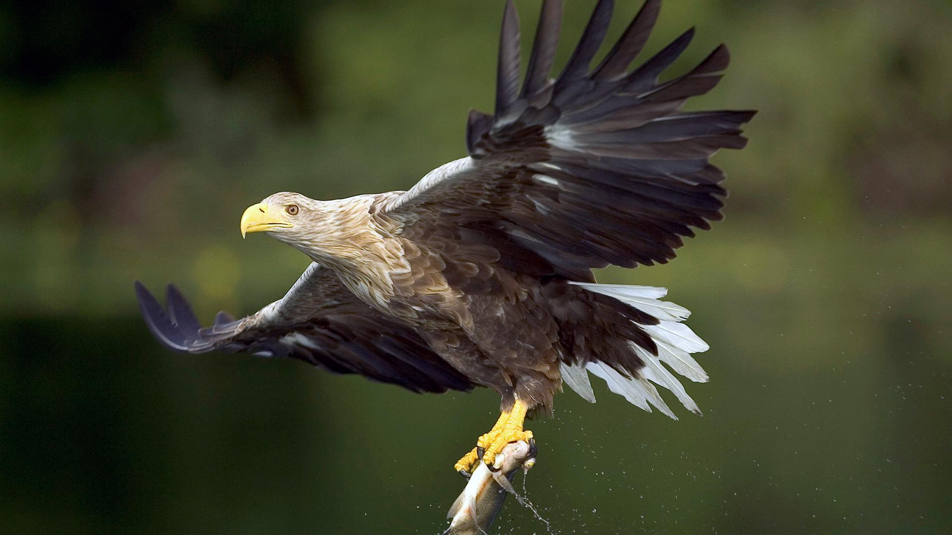 Ein Seeadler fliegt über die Wasseroberfläche, in seinen Krallen hängt ein Fisch