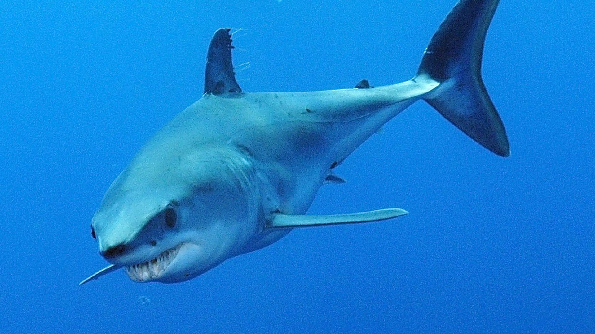 Makohai (Isurus oxyrinchus), aufgenommen am 07.11.2003