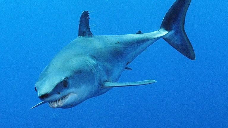 Makohai (Isurus oxyrinchus), aufgenommen am 07.11.2003