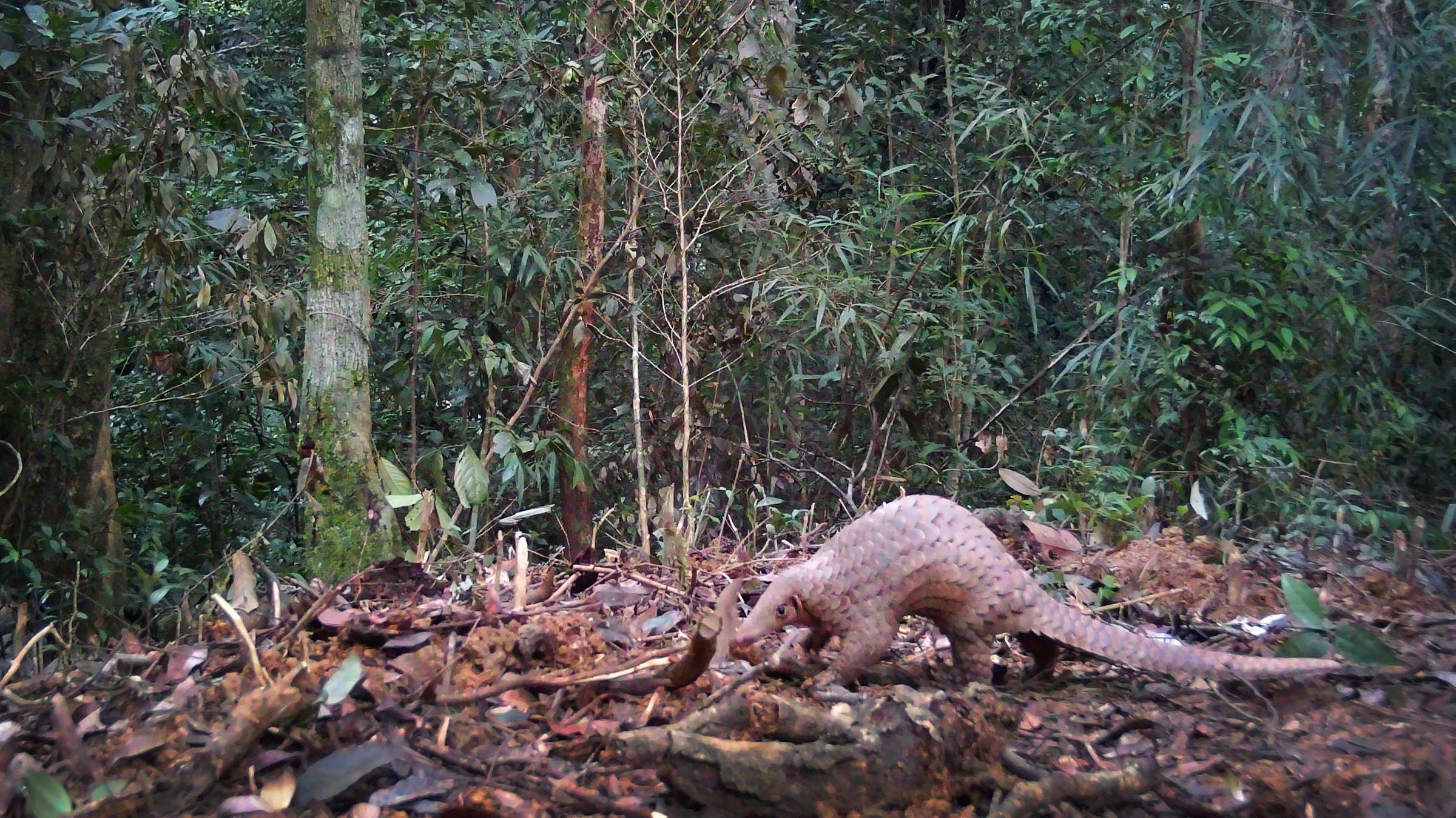 Malaiisches Schuppentier in einem Wald.
