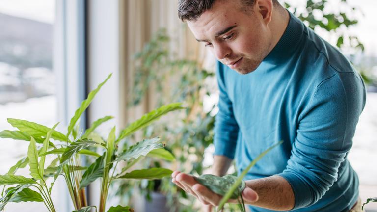 Mann mit Trisomie 21 steht am Fenster und begutachtet eine Topfpflanze.
