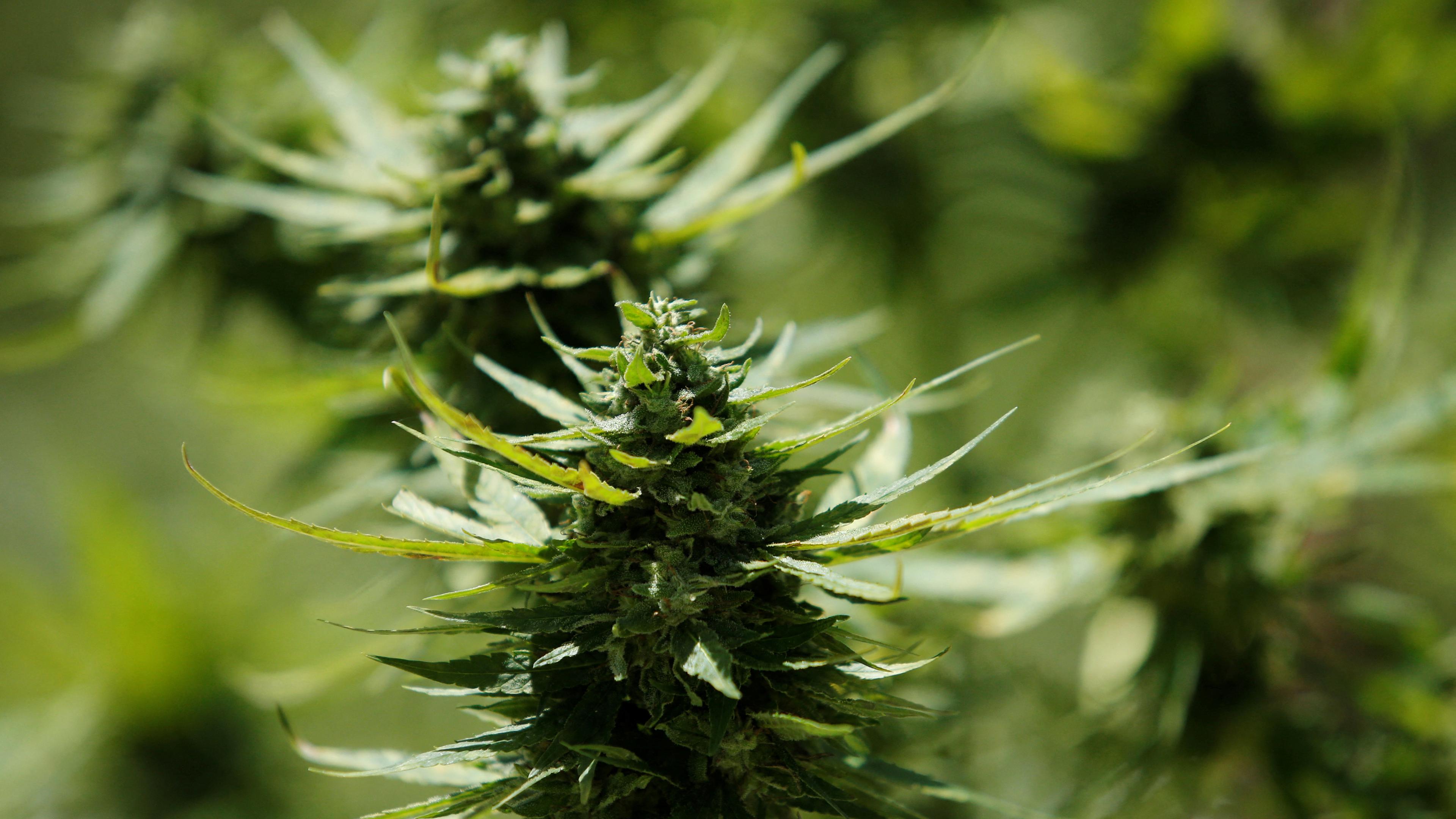 Die reifen Blüten einer Marihuana-Pflanze.