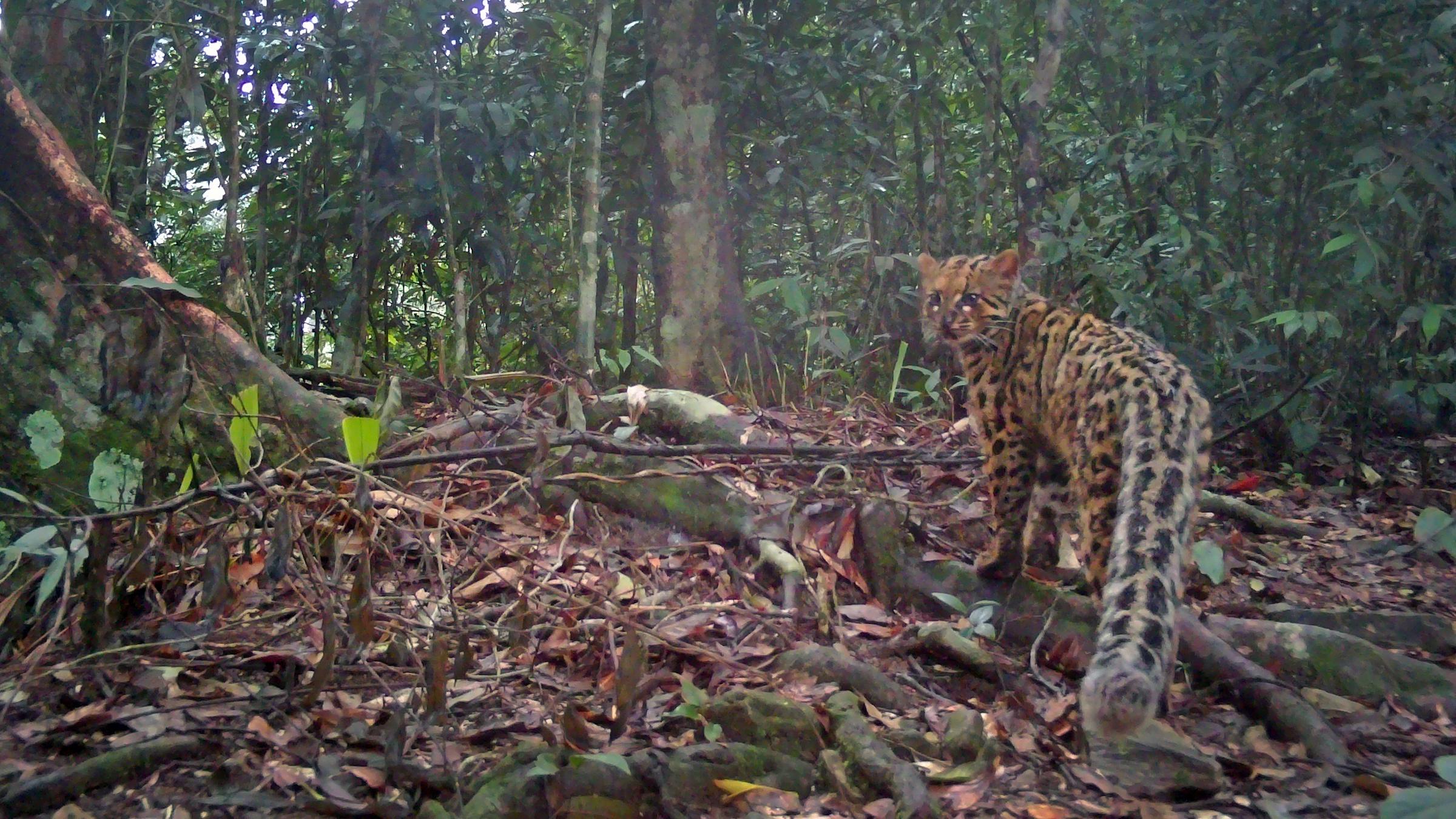 Eine Marmorkatze in einem Wald.