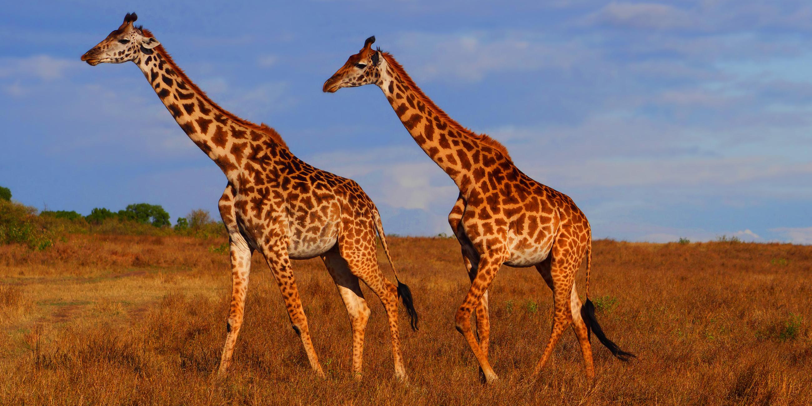 Massai-Giraffen